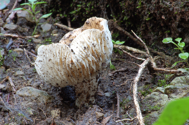 Un giretto tra le quercie